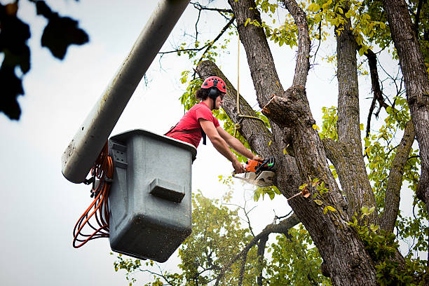 K I Sawyer, MI Tree Service Company